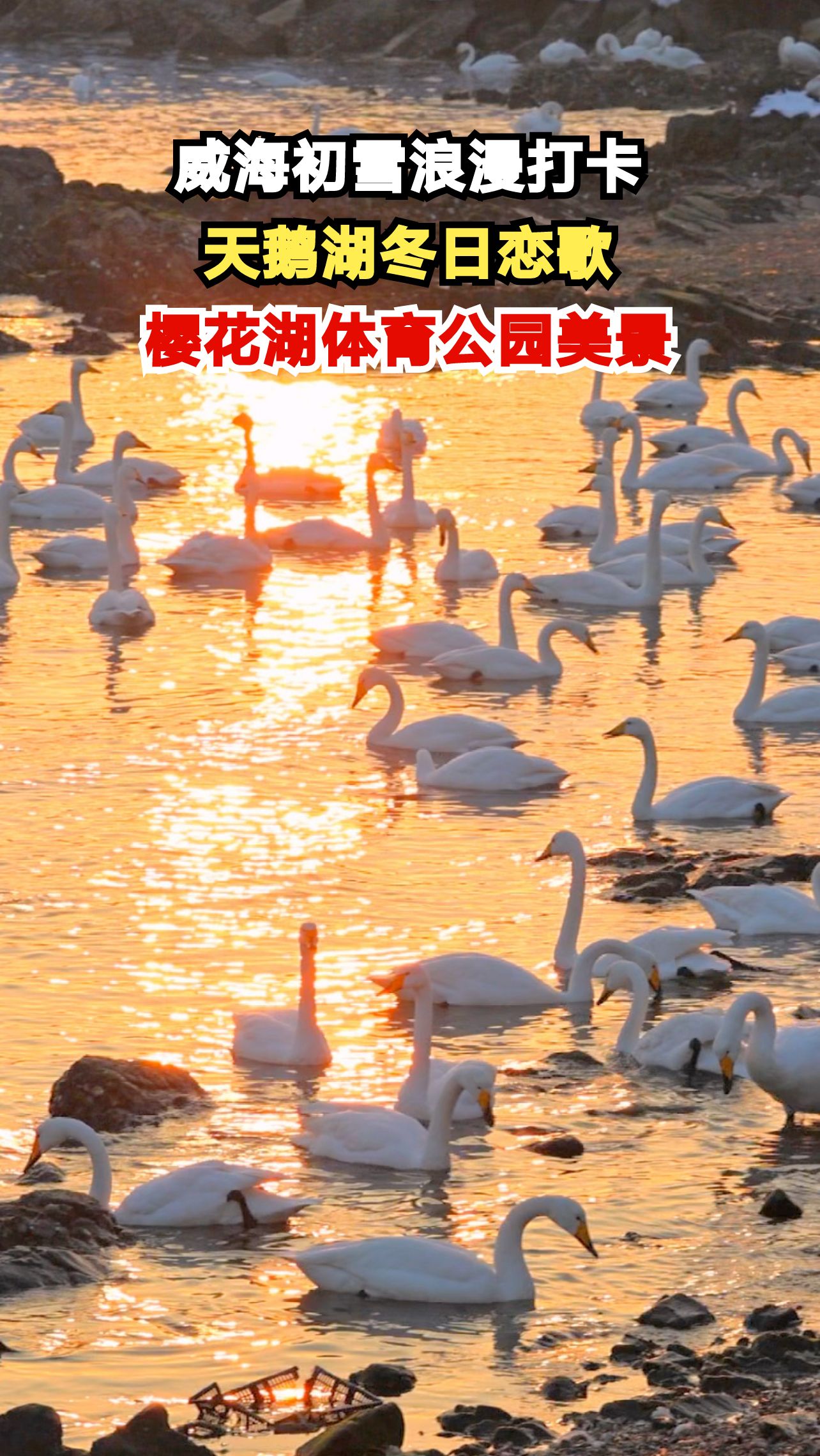 威海冬日天鹅湖上演浪漫芭蕾,上万只天鹅共舞震撼人心
