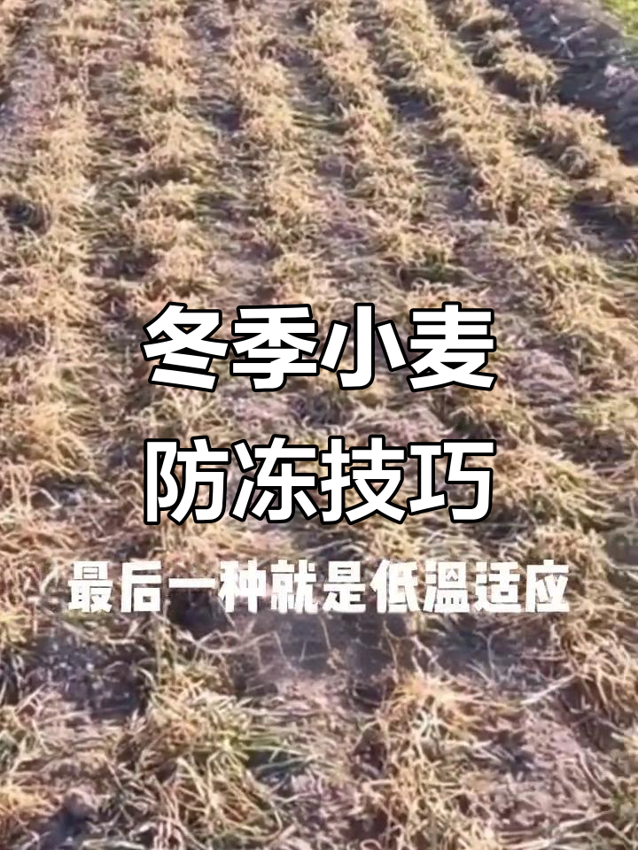 11月小麦冻害三类型，预防安全越冬指南