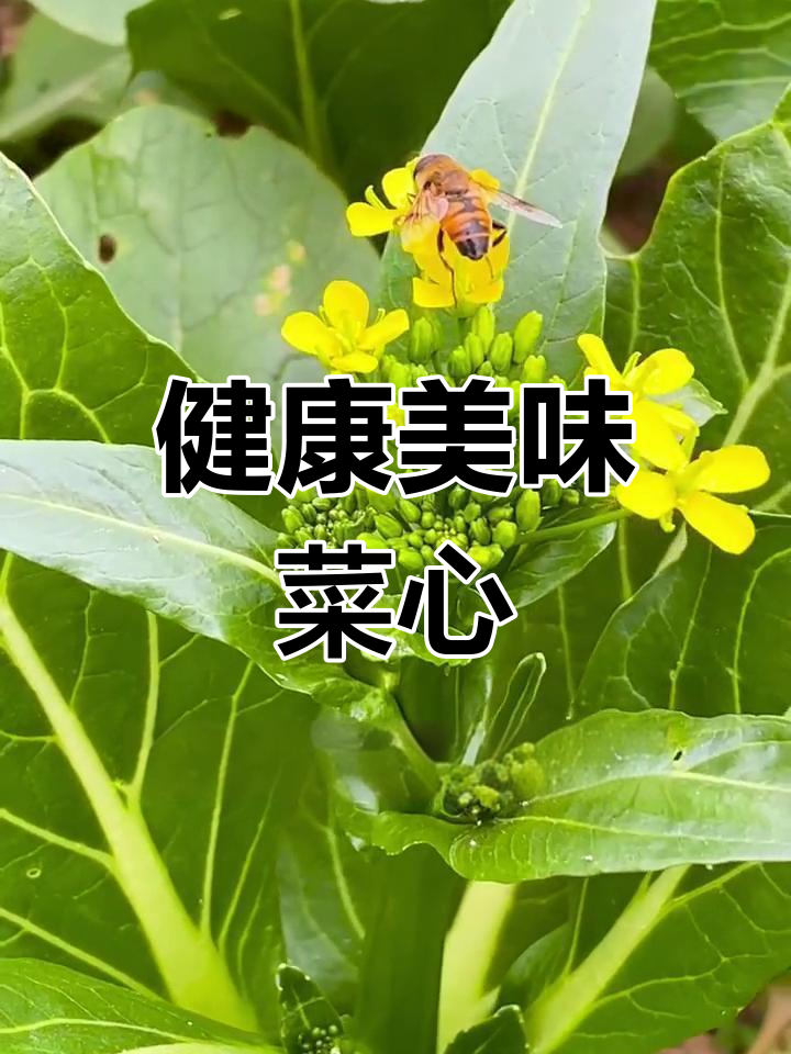 菜心:四季可种,营养丰富
