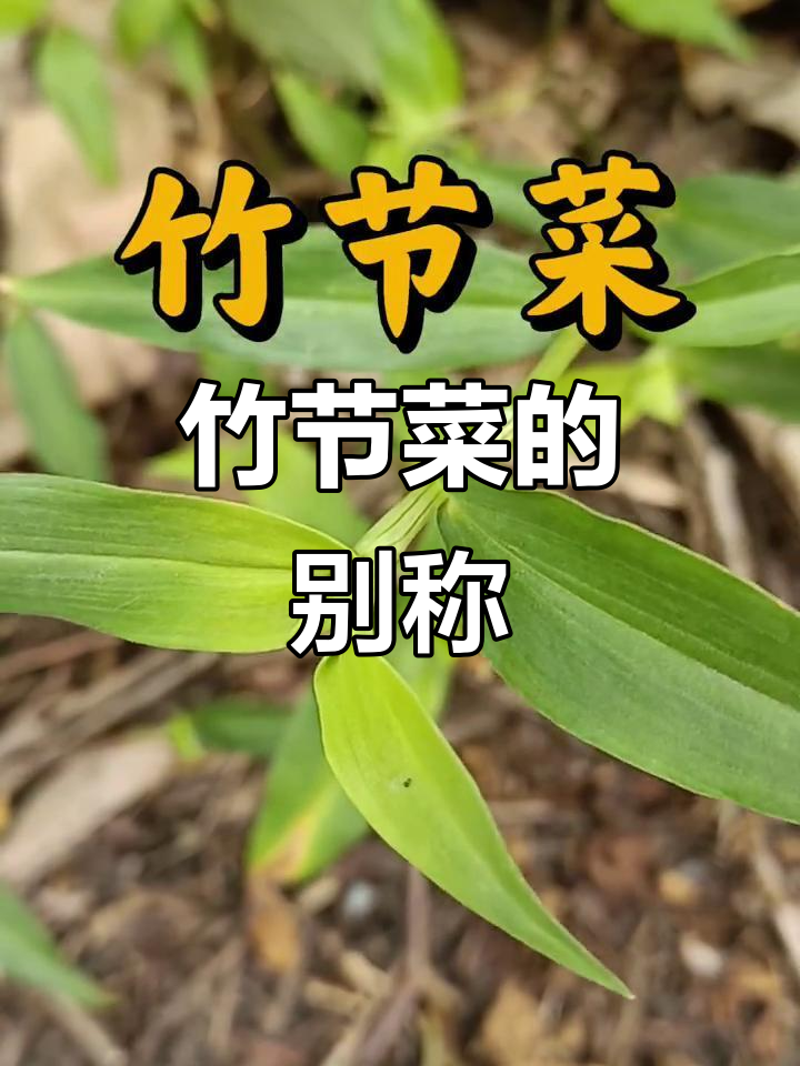 竹节菜:鸭跖草科独特植物,别名竹节草