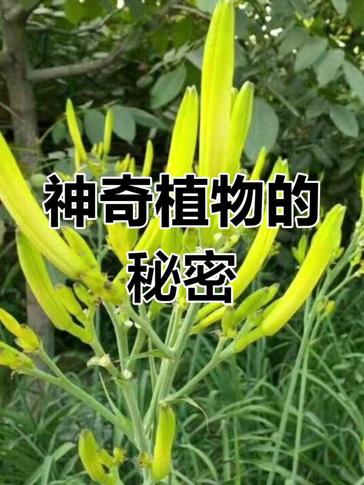 你家乡有这种神奇植物吗?它竟然有这么多的用途!