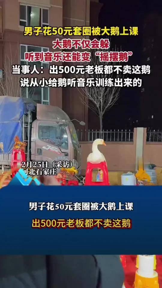 网红“套大鹅” 听到音乐变身“摇摆鹅”