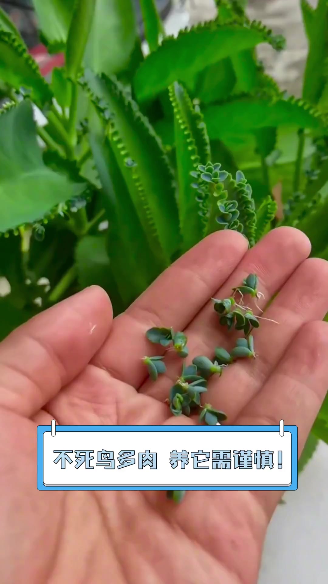 不死鸟多肉,养它需谨慎!