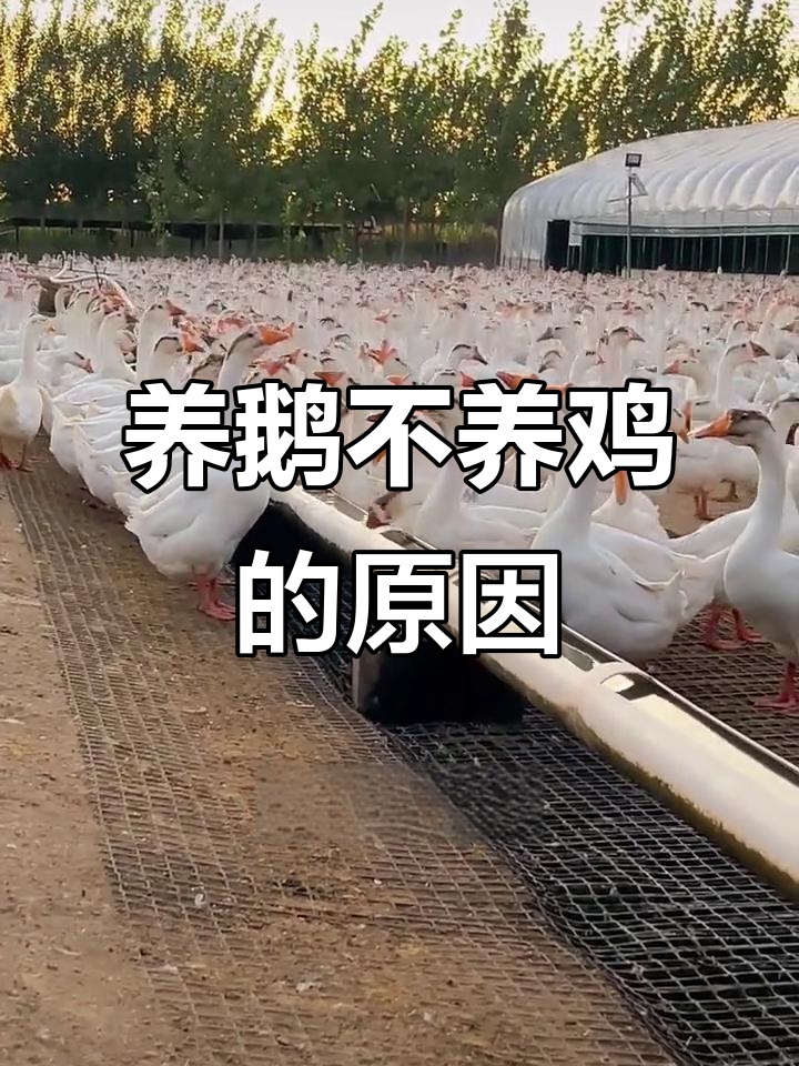 为什么养鹅场不能同时养鸡?