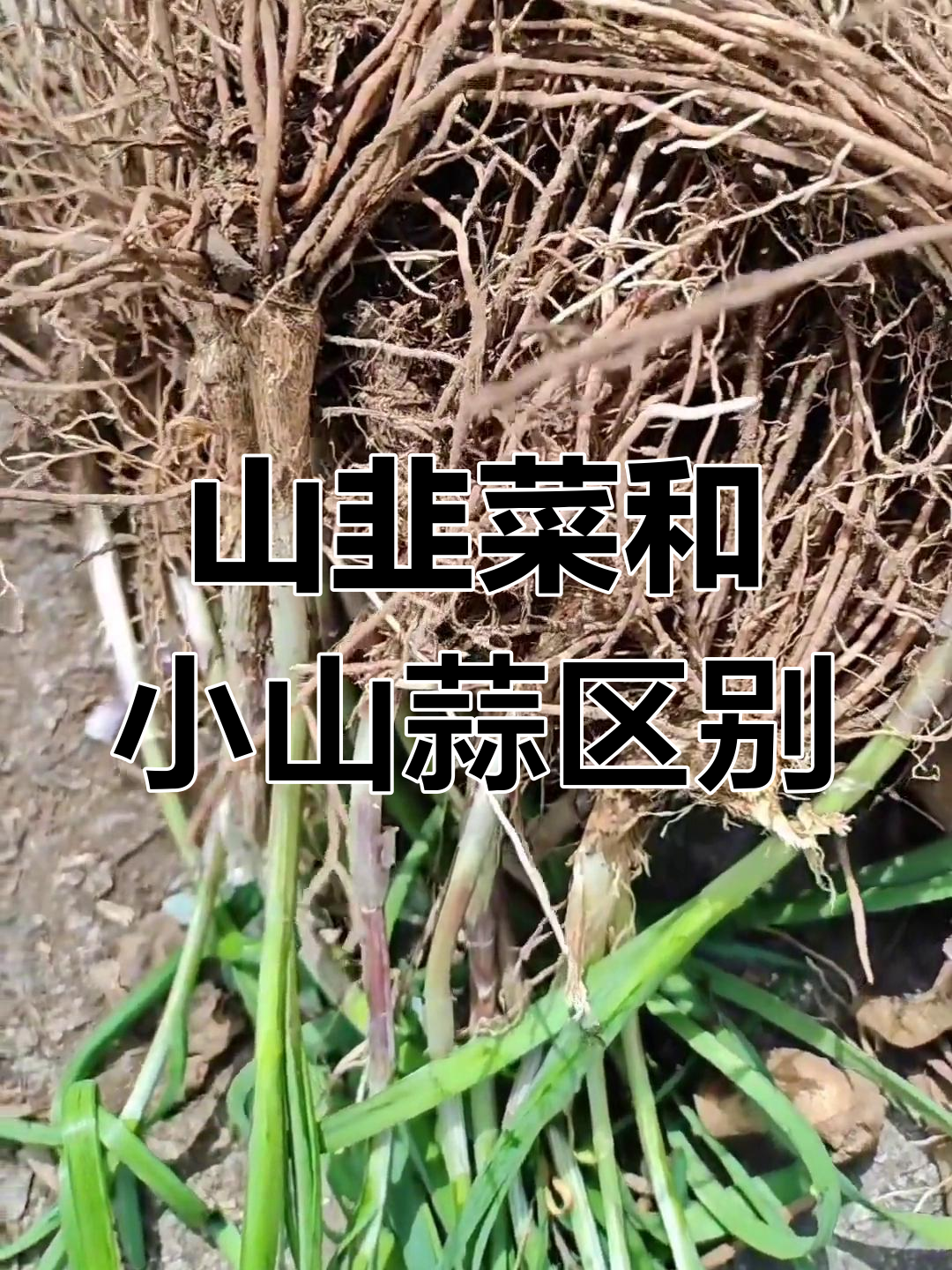 野生山韭菜与小山蒜的区别,根部有玄机