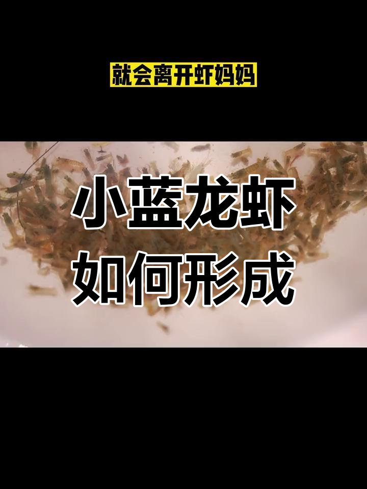 蓝龙虾的奇妙诞生过程