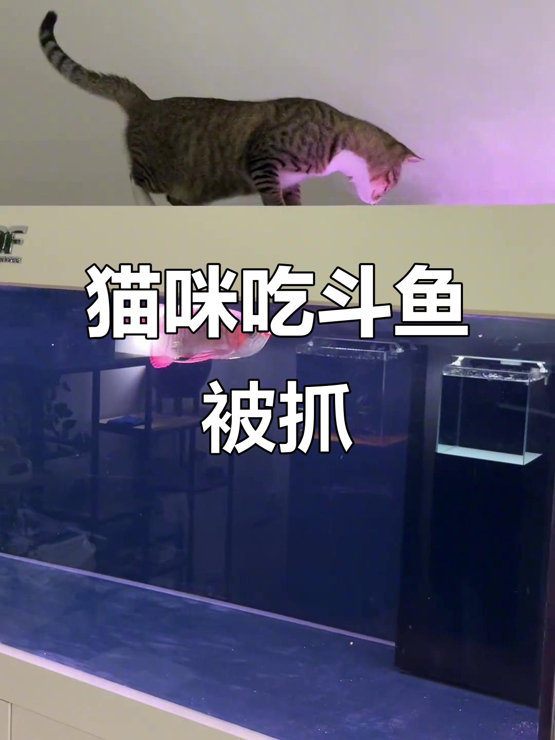 猫偷斗鱼被发现,竟然藏起来!