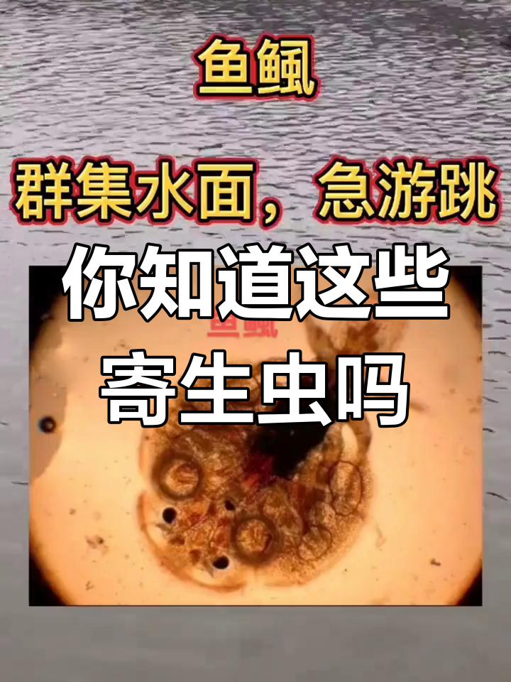 淡水与海水鱼养殖中的常见寄生虫