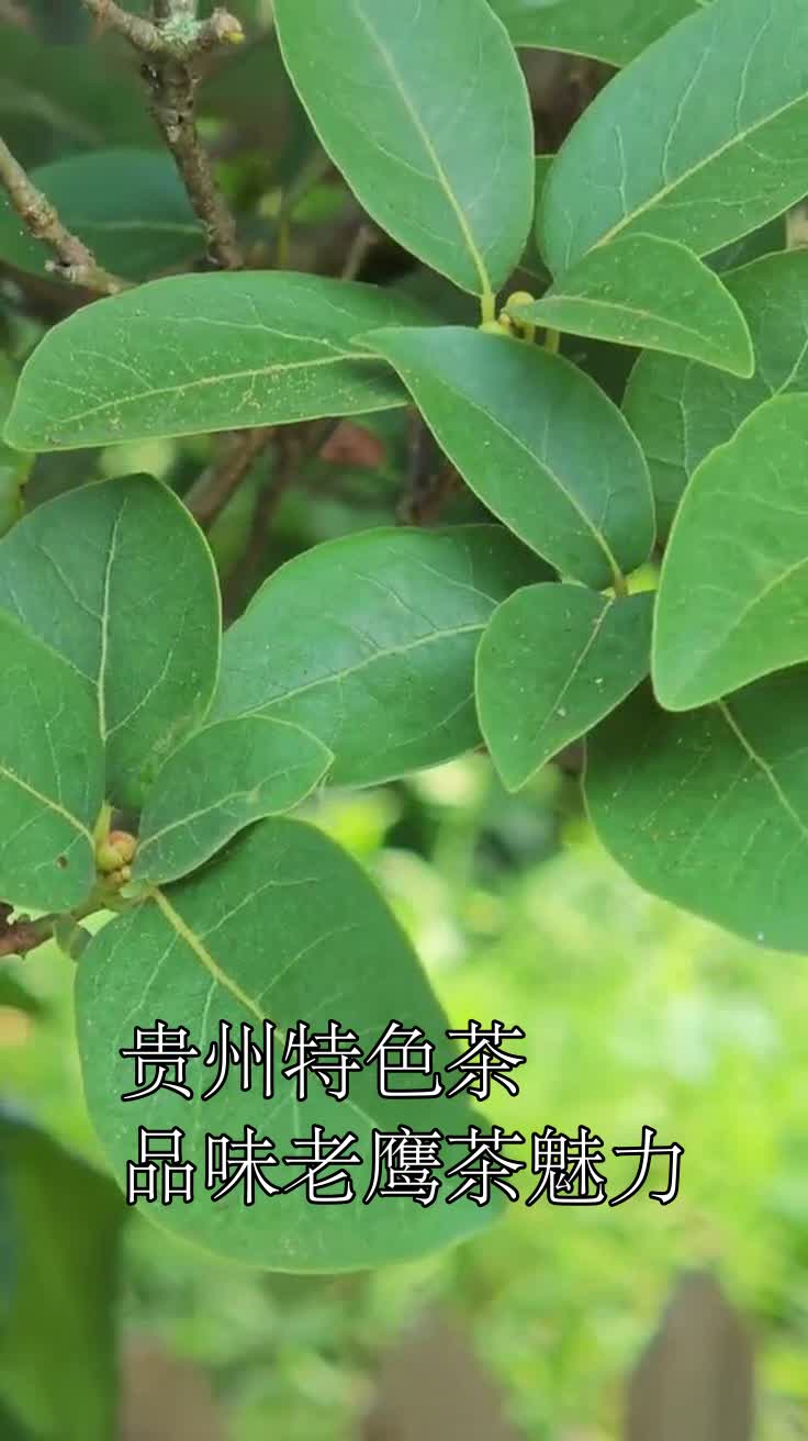 贵州特色茶品味老鹰茶魅力
