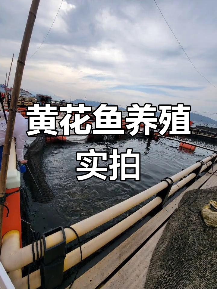 远离城市喧嚣,黄花鱼养殖基地的渔民生活