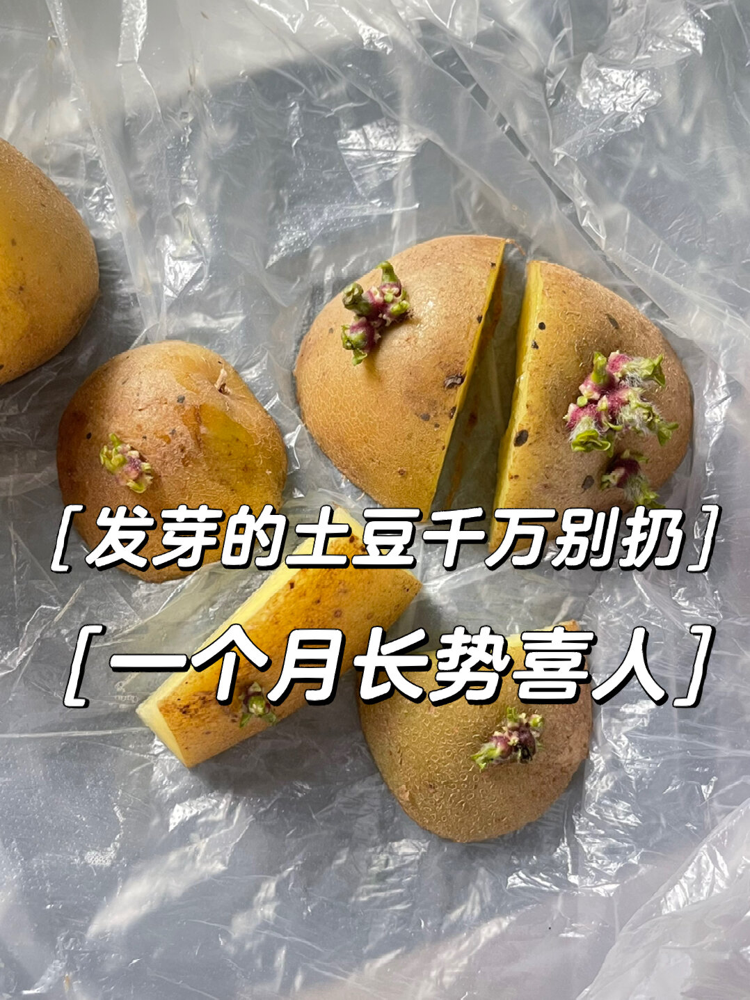 发芽的土豆种植一个月