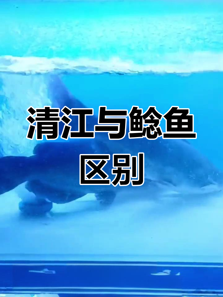 青江鱼和鲶鱼的辨别方法,教你轻松区分