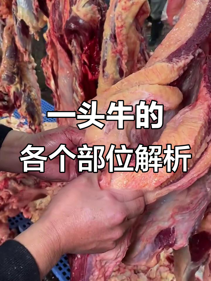 牛肉全解:从牛腩到五花子,每个部位的价格与特色