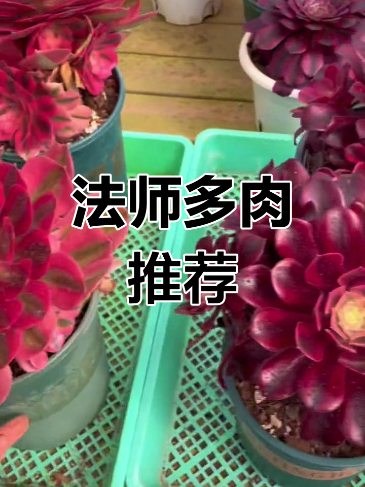 精选多肉植物推荐,法师系列大集合