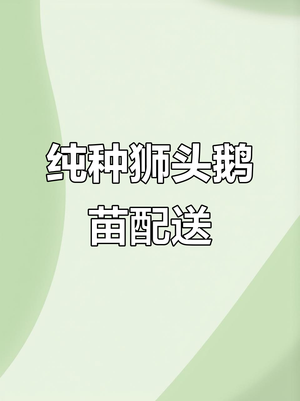 百色狮头鹅苗批发,全国发货,送货上门