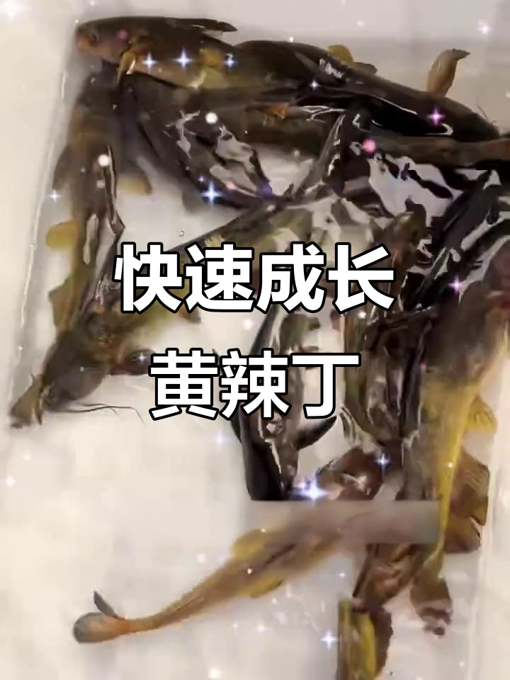 黄辣丁鱼苗,一年两季养殖,生长迅速