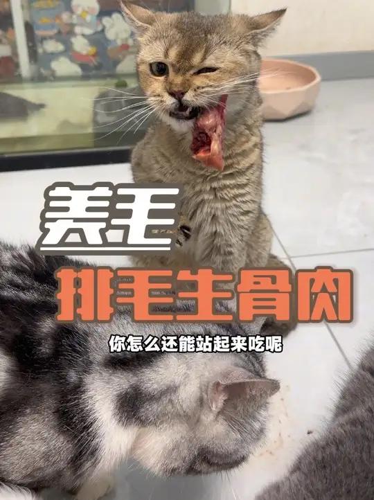 按照BARF给猫咪做的生骨肉非常爱吃!