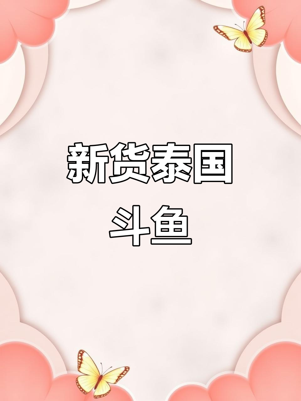 泰国斗鱼新货到,大耳半夜公母都有!