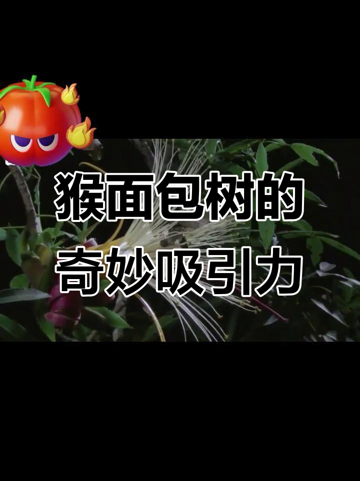 猴面包树的花香引来了大天鹅,鼠狐猴也能跳到花朵上