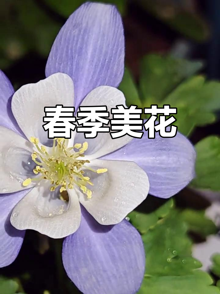 蓝白耧斗菜,初春的美丽精灵,花型独特,绽放持久