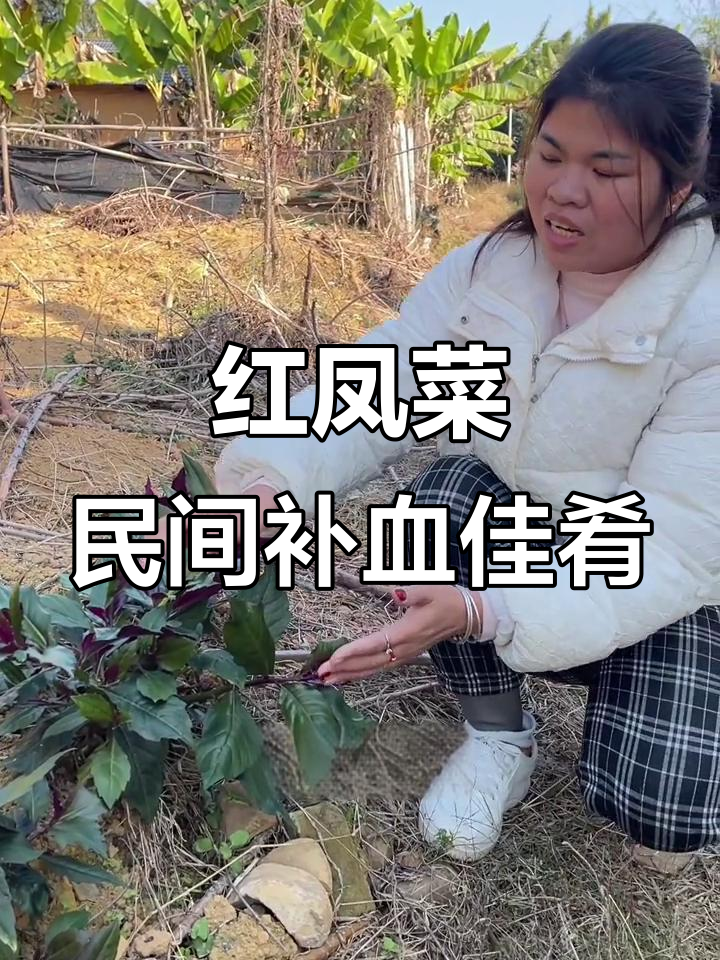 农村常见补血菜,红凤菜的独特功效与美味