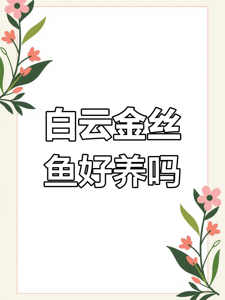 白云金丝鱼饲养指南