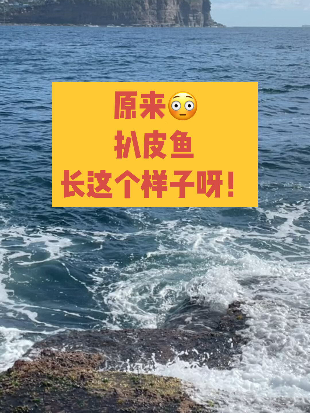 扒皮鱼