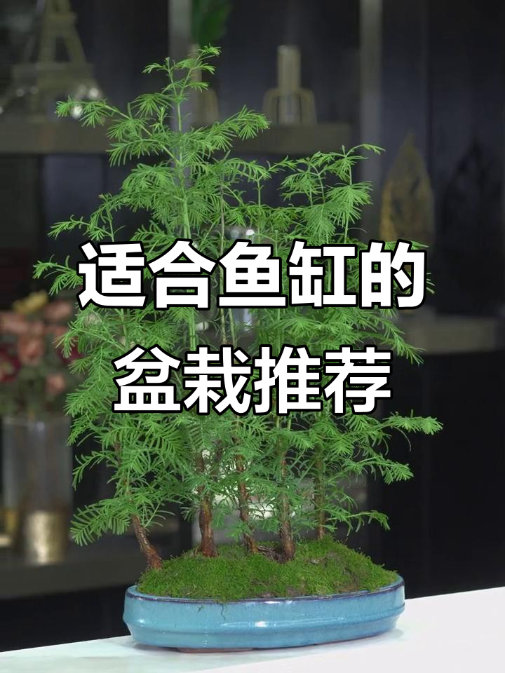 鱼缸里也能养植物,打造室内绿意盎然的角落