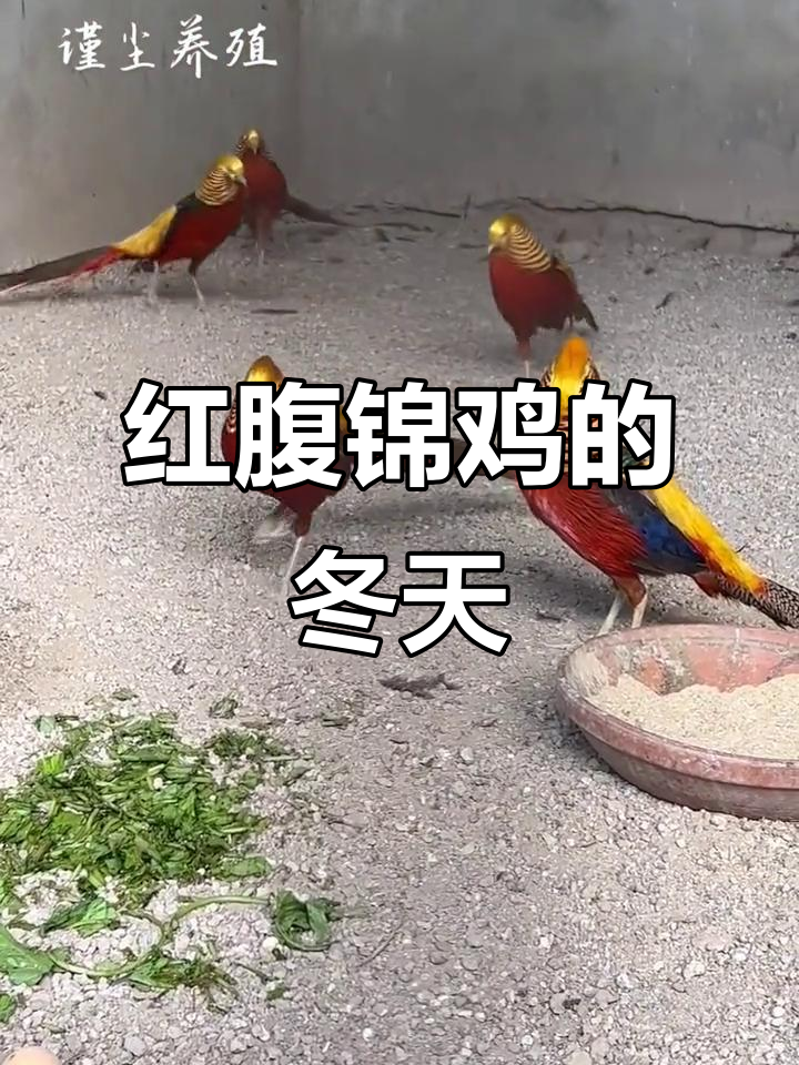 冬季寒冷,红腹锦鸡养殖场的故事
