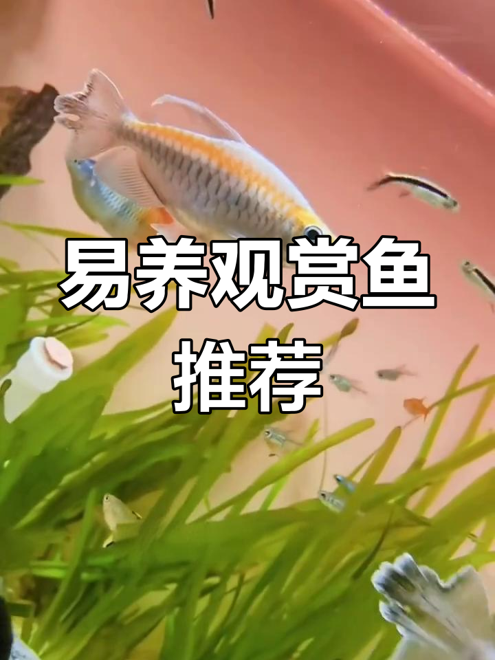 推荐6种易养、群游性强的热带鱼,超适合新手!