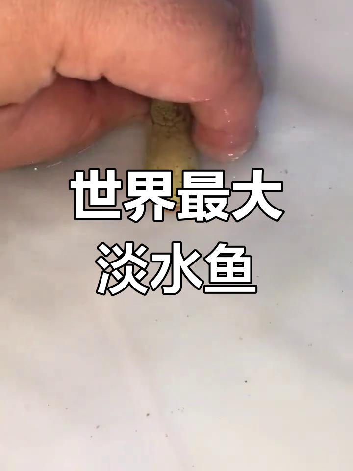巨骨舌鱼:世界第二大淡水观赏鱼,成长速度快