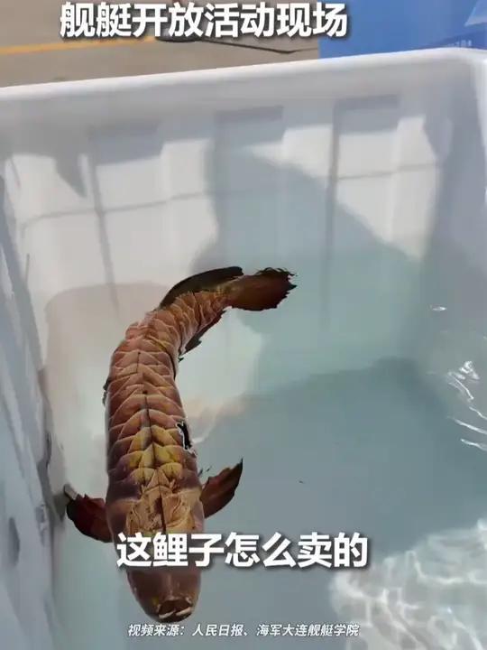 这“鲤鱼”怎么卖的？定睛一看，竟然是仿生鱼！网友：鱼缸准备好了，鱼在哪领？（来源：人民日报