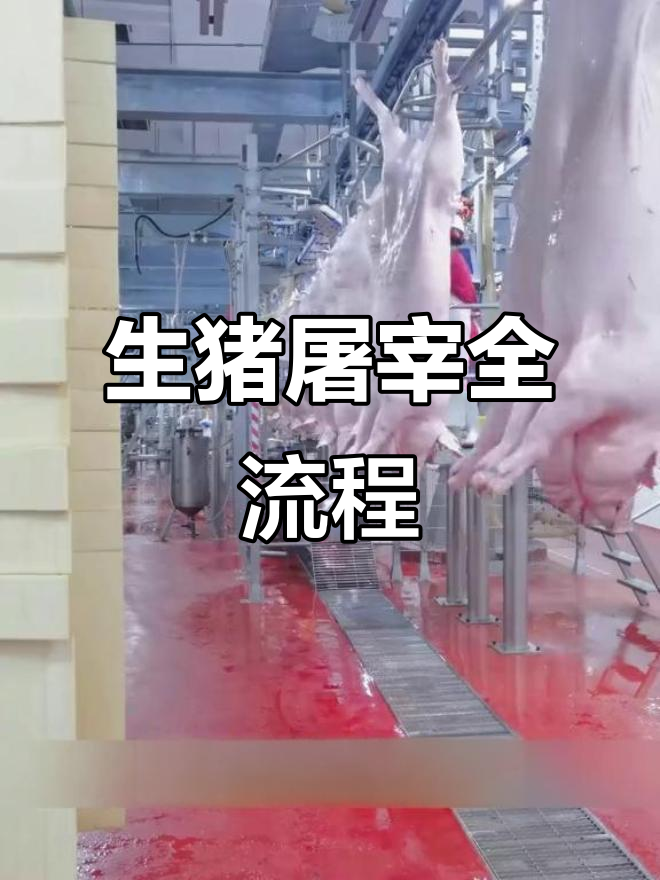 探访现代化生猪屠宰场,揭秘自动化流程与清洁工艺