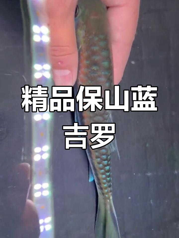 这条保山蓝吉罗,发色与鳞片完美融合