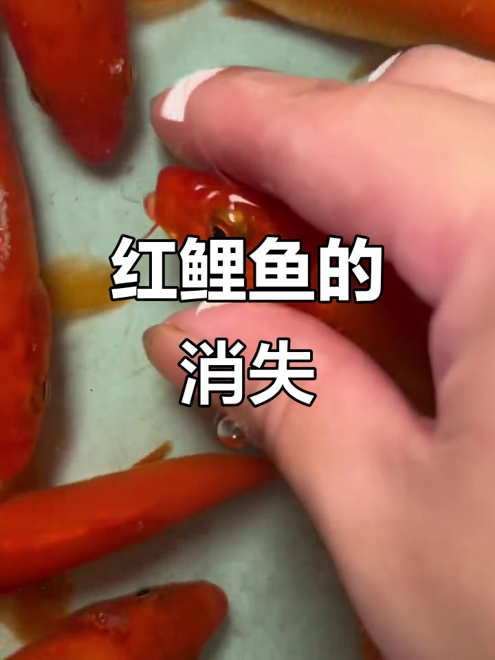 曾经稻田常见,如今难寻的红鲤鱼,寓意吉祥自然繁殖