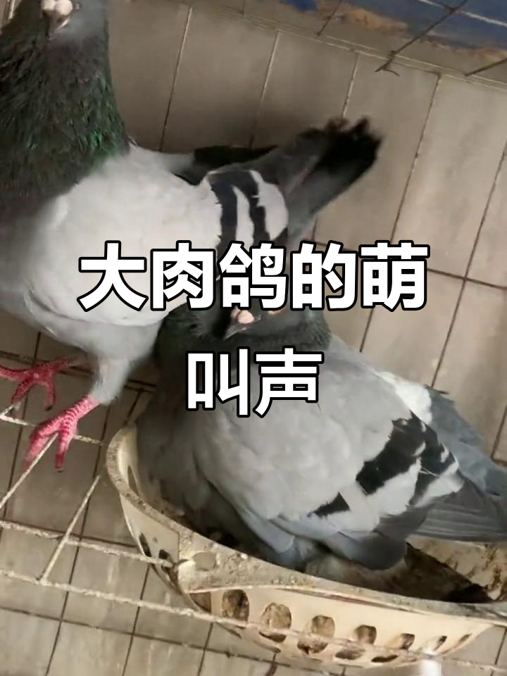 2斤大肉鸽种鸽,嘟嘟声真可爱