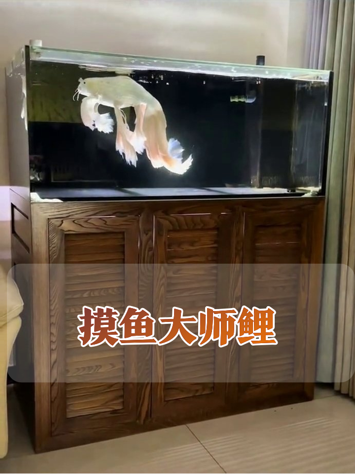 当蝴蝶鲤学会摸鱼:尾巴甩得比工资到账还慢