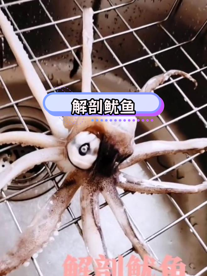 鱿鱼解剖,死不瞑目