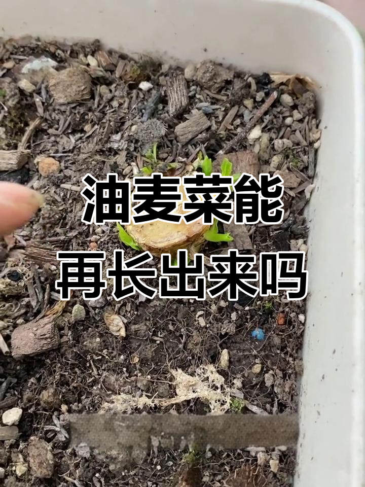 油麦菜剪了还能长吗?看它如何应对侧芽生长
