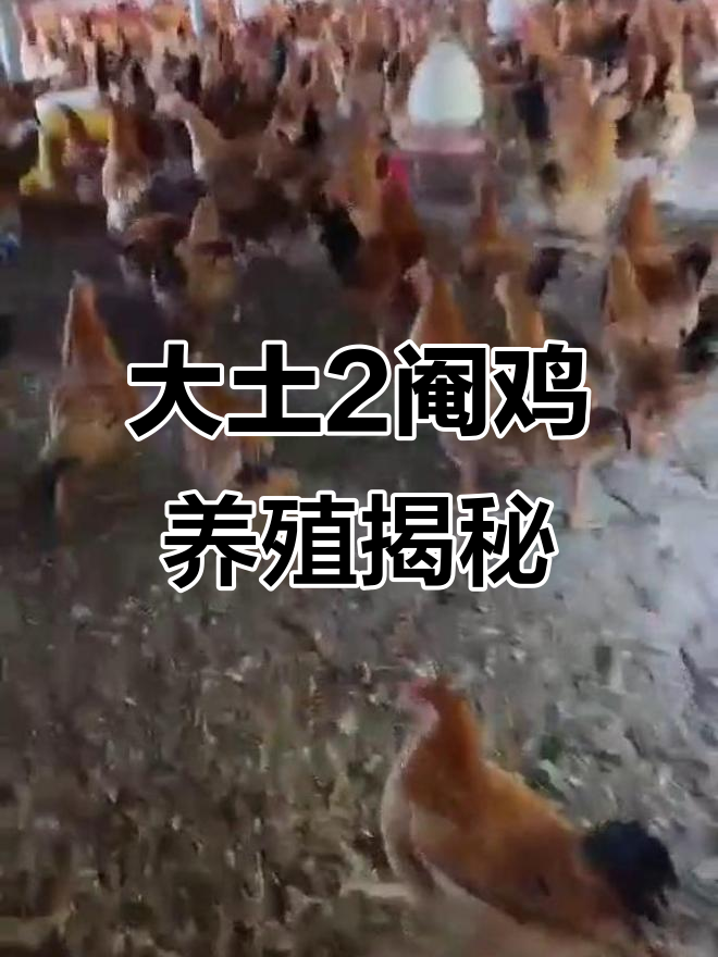 大土2阉鸡,揭秘养殖技巧与市场行情