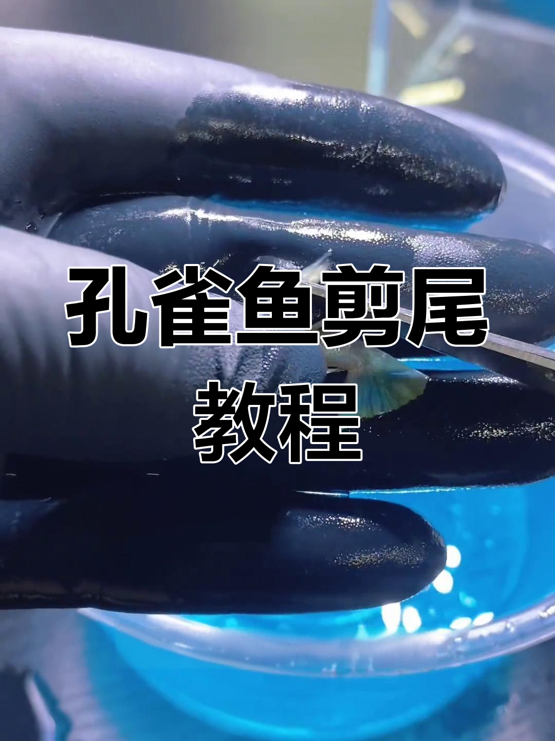 孔雀鱼剪尾技巧大揭秘,消毒与操作全攻略