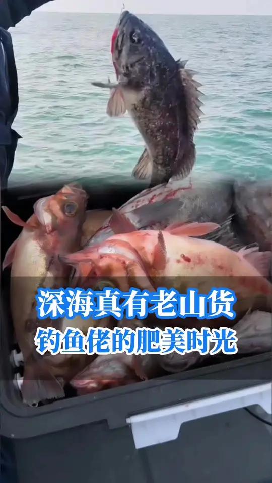 深海钓鱼佬钓起6斤大黑鱼,这生鱼片够回味一年了