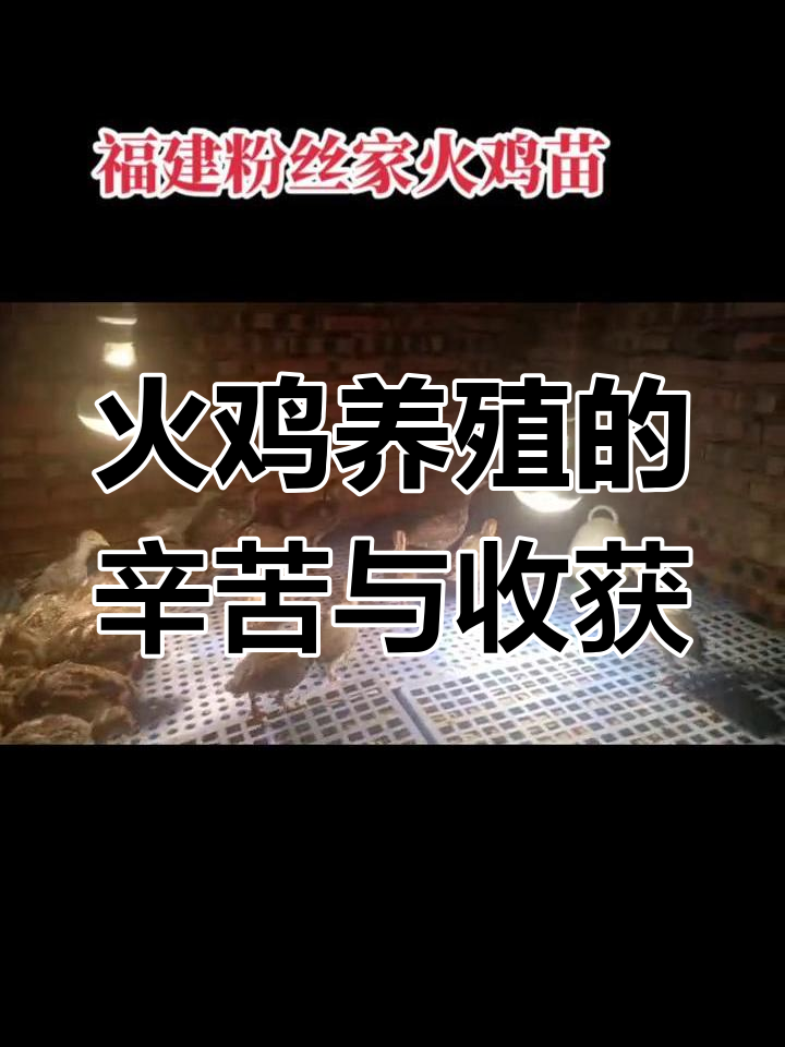 火鸡苗成长记：从孵化到饲养，挑战不断