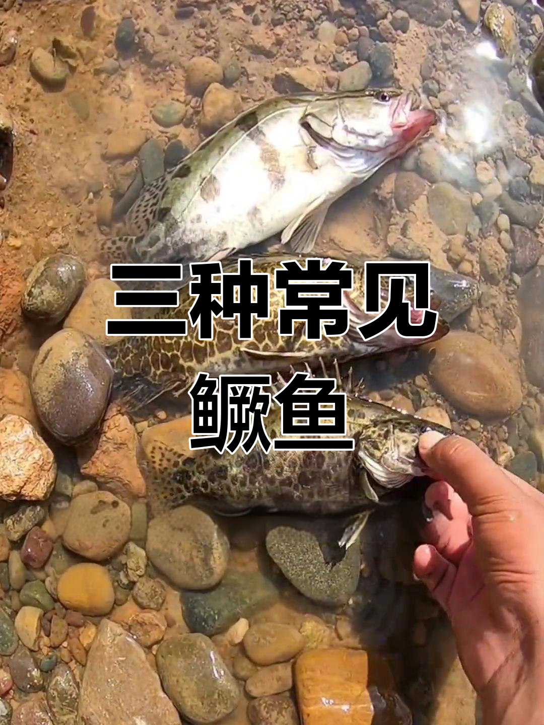 这三种鳜鱼你分得清吗?