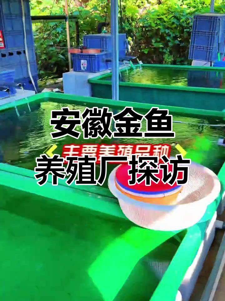 探访安徽金鱼养殖基地,揭秘观赏鱼背后的故事