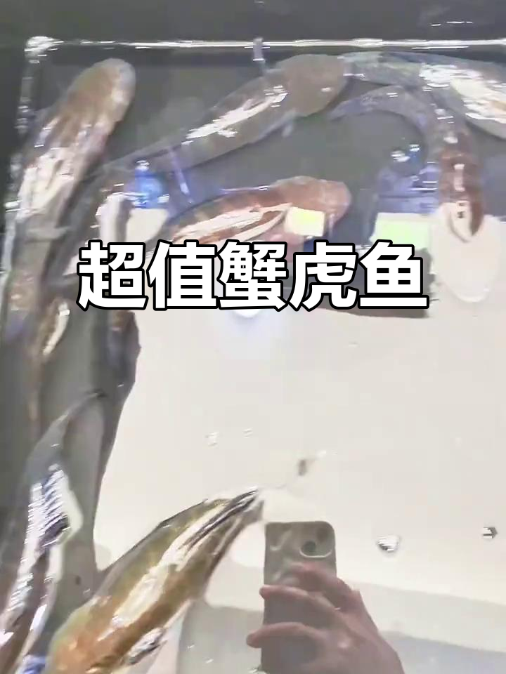 神奇蟹虎鱼:补钙又防病,90元一斤超值美味