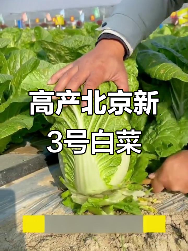 北京新3号白菜,十斤重高产耐存储,轻松种出美味猪肉炖粉条