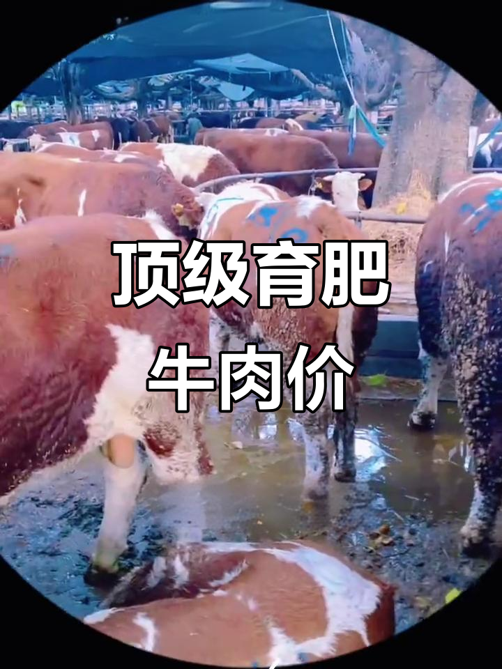 育肥牛价格大揭秘,极品肉牛今日推荐