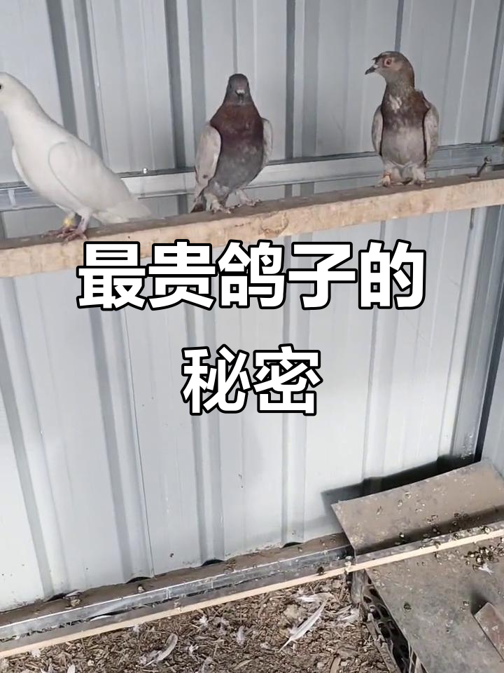 鸽子品种大揭秘:从三千到一万五,最贵的竟然是这个!