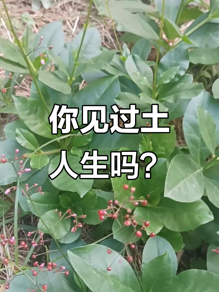 土人参：曾是常见野菜，如今难寻的药用宝藏